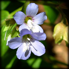 Greek Valerian