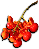 State of the Ozarks Page Sponsor